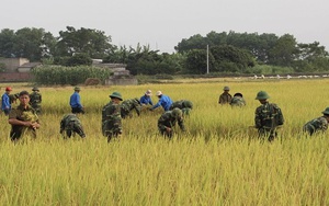 CHÙM ẢNH XÚC ĐỘNG: Bộ đội xuống ruộng giúp dân gặt lúa 'chạy' bão số 7