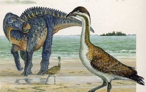 Nghe lại được 'tiếng hót' của loài chim 'thủy tổ' cách đây 70 triệu năm