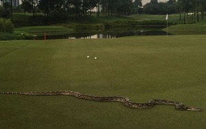 Trăn dài 2 mét ‘ĐẠI NÁO’ giải golf PGA Tour ở Malaysia