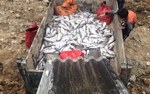 Cá hồi Sa Pa chết bất thường hàng loạt