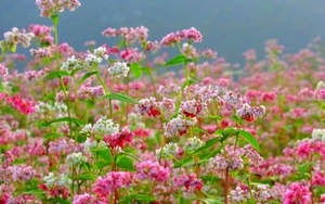 Ngắm hoa tam giác mạch trên phố đi bộ Hoàn Kiếm