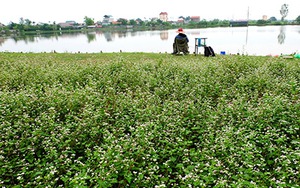 Sửng sốt: Người đàn ông trồng vườn hoa TAM GIÁC MẠCH giữa Hà Nội