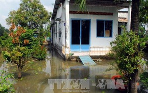 Xót xa 50.000 gốc mai Tết bị nhấn chìm do vỡ đê bao sông Sài Gòn