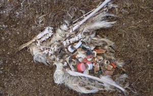 Hình ảnh phơi bày sự thật kinh hoàng sau cái chết của chim biển