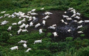 Giải mã bí ẩn 1.700 người chết sau một đêm