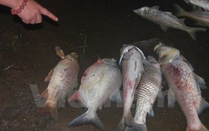 Cá chết hàng loạt ở hồ ở Hà Nội do ô nhiễm và thời tiết