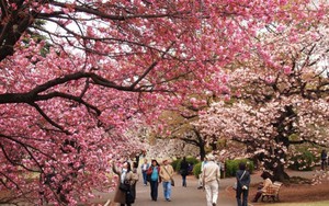 Du xuân Nhật Bản, tham dự lễ hội hoa anh đào