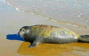 Ai bảo hải cẩu tới Việt Nam?