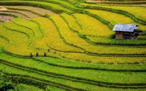 Tiếng trẻ thơ xé lòng đằng sau những vụ buôn bán phụ nữ, trẻ em