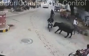 HY HỮU: Trâu lao ra giữa phố húc người bất tỉnh