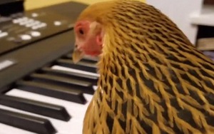 Ngỡ ngàng xem gà mái chơi đàn piano