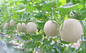 Điều tra vụ hàng ngàn gốc dưa lưới bị kẻ gian phá hoại