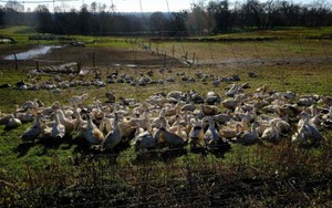 Tiêu hủy 600.000 gia cầm giữa lòng châu Âu