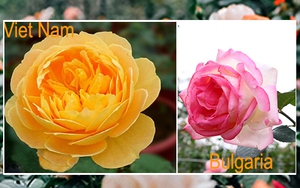 Hoa hồng Bulgari, hồng cổ Việt Nam, hoa nào đẹp hơn?