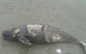 Người dân Thanh Hóa đã chôn xác hai con cá heo dạt vào bờ