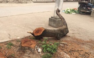 Làm rõ việc chặt cây gây phản cảm ở Thạch Thất, Hà Nội