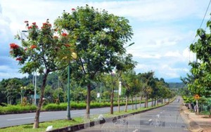 Cây xanh đô thị Việt Nam chỉ bằng 1/10 thế giới