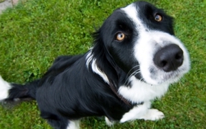 Chó có khả năng phát hiện ung thư vú