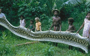 Rùng rợn loài trăn khổng lồ chỉ thích ăn thịt đàn ông