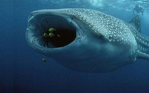 Chồng đấm cá mập cứu vợ thoát khỏi hàm 'tử thần'