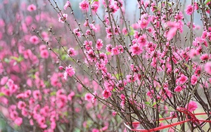 Thư robot: Tết còn xa hay gần?