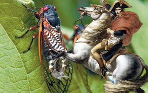 Ve sầu sống trong tối tăm 13-17 năm để có thể rung chuyển cả mùa hè: Napoleon nghe lời cha dạy 'vì nhà nghèo nên nhất định phải kiên trì', rồi khiến cả thế giới kính phục