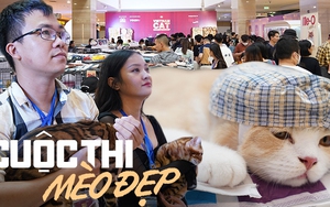 Hơn 100 “hoàng thượng” hội ngộ tại cuộc thi mèo đẹp, có thí sinh giá 300 triệu đồng