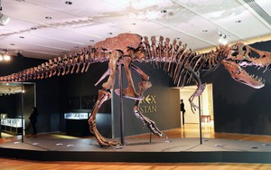 Xương khủng long bạo chúa - Hàng "hot" không dễ bán