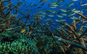 Báo động nguy cơ tuyệt chủng của nhiều loài sinh vật biển