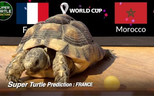 3 'thú tiên tri' dự đoán kết quả các trận bán kết World Cup thế nào?