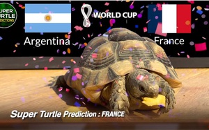 Các thú 'tiên tri' dự đoán thế nào về chung kết World Cup 2022?