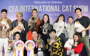 Cuộc thi sắc đẹp mèo quốc tế CFA lần đầu diễn ra tại Hà Nội