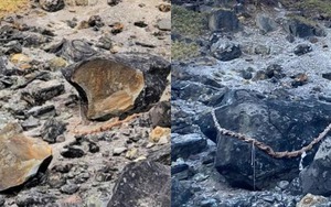 Thêm 8 con lợn rừng bỏ mạng tại hòn đá phong ấn cáo chín đuôi ở Nhật Bản, nhưng các nhà khoa học nói không bất ngờ