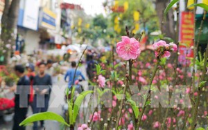 Hà Nội: Tổ chức 91 điểm chợ hoa Xuân phục vụ Tết Nguyên đán Quý Mão 2023