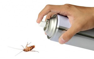 Bạn sẽ không còn ước toàn bộ gián trên thế giới tuyệt chủng nếu biết sự thật này về chúng