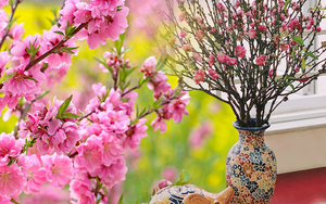 Thấy hoa đào là thấy Tết, nhưng bạn có biết loài hoa này đại diện cho điều gì không?