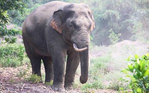 Nghệ An vận động người dân không làm tổn hại đến voi