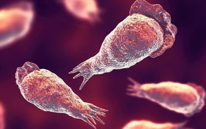 Hàn Quốc: Ca nhiễm amip 'ăn não người' đã tử vong