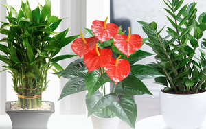 5 loại cây chưng bàn thờ dịp Tết cho năm mới vạn sự hanh thông, tài lộc phơi phới