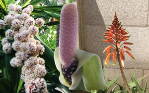 5 cây cảnh cực hiếm nở hoa, mà hễ nở là báo "điềm" tài lộc cho gia chủ