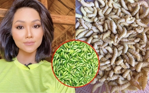 Những loài vật trông kinh dị nhưng lại là 'tinh tuý ẩm thực' ở Việt Nam, quê hương H'Hen Niê cũng có 1 món