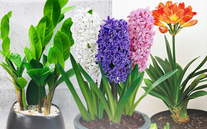 Năm mới chưng cây cảnh hợp tuổi, 12 con giáp hoan hỉ đón phúc lộc đầy nhà