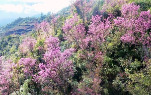 Lần đầu tiên Lễ hội hoa Tớ Dày được tổ chức ở vùng cao Mù Cang Chải, Yên Bái