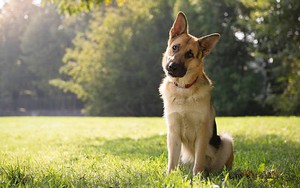 Nghiên cứu mới cung cấp bằng chứng giải thích tại sao chó lại nghiêng đầu