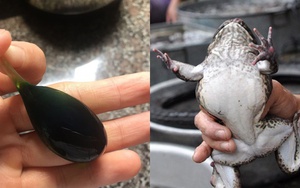 BV Bạch Mai cảnh báo 7 thực phẩm cực độc cần tránh xa: Đều là đồ ăn quen thuộc ngày Tết nhưng có thể gây co giật, phù não và tử vong nhanh chóng