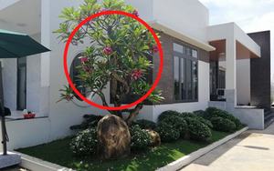 Không trồng 4 loại cây này trước cửa nhà, kẻo vận xui ập đến, của cải tiêu tan