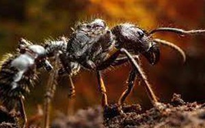 Kiến đạn: Nhỏ nhưng lại có vết cắn đau đớn nhất hành tinh