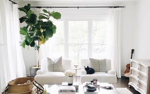 4 loài cây nên trồng trước cửa, vừa tăng vận may lại thanh lọc không khí: Không phân biệt nhà to hay bé, nhất định phải tậu một chậu
