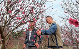 'Thủ phủ' đào Nam Phong vào vụ Tết