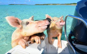Hòn đảo nơi lợn biết bơi ra biển xin ăn
